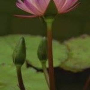 Meet your Posher, Collins